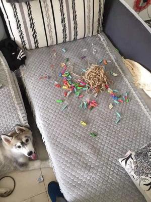 如果養(yǎng)狗可以買保險的話,我會選寵物犬破壞房屋險。