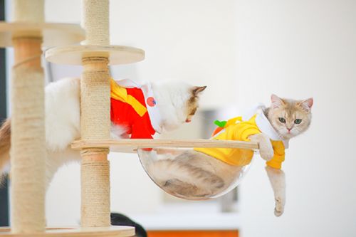 它經(jīng)濟風潮下 從寵物鮮食到衣架，探索那些意想不到的新玩法